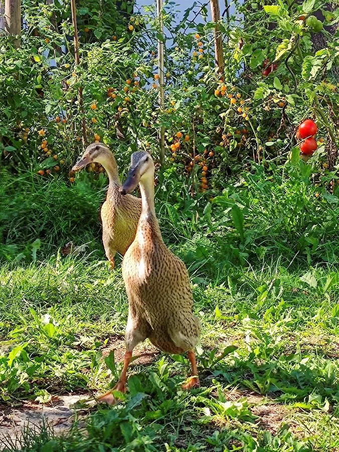 Modernes Zimmer am Park mit Garten, Hühner&Enten München